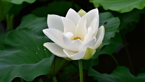 Ý nghĩa của hoa sen trắng tượng trưng cho lòng trung thành và sự cao quý.