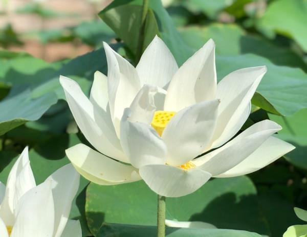 Hoa sen trắng là loài hoa nước thuộc họ sen và có tên khoa học là Nelumbo lutea.