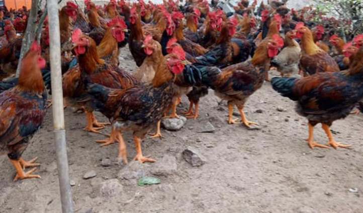 Gà chảy nước mũi và có mùi hôi là bị bệnh gì?